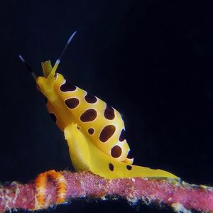 Cuspivolva tigris 印度尼西亚 Indonesia , ��安汶 Ambon @LazyDiving.com 潜水时光