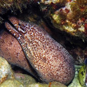 Gymnothorax zonipectis 印度尼西亚 Indonesia , 安汶 Ambon @LazyDiving.com 潜水时光