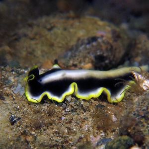 Pseudoceros jebborum 印度尼西亚 Indonesia , ��安汶 Ambon @LazyDiving.com 潜水时光