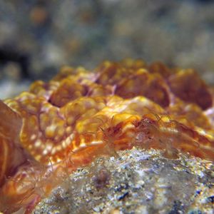 Pleurobranchus forskalii 印度尼西亚 Indonesia , 马鲁古 Maluku , 安汶 Ambon @LazyDiving.com 潜水时光