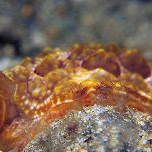 Pleurobranchus forskalii 印度尼西亚 Indonesia , 安汶 Ambon @LazyDiving.com 潜水时光