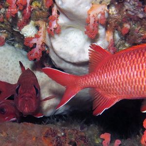 Myripristis berndti Myripristis berndti 印度尼西亚 Indonesia , 马鲁古 Maluku , 安汶 Ambon @LazyDiving.com 潜水时光