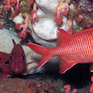 Myripristis berndti 印度尼西亚 Indonesia , 安汶 Ambon @LazyDiving.com 潜水时光