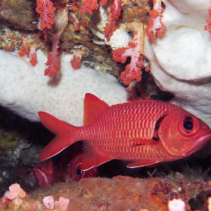 Myripristis berndti 印度尼西亚 Indonesia , 安汶 Ambon @LazyDiving.com 潜水时光