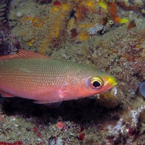 Pterocaesio pisang 印度尼西亚 Indonesia , 安汶 Ambon @LazyDiving.com 潜水时光