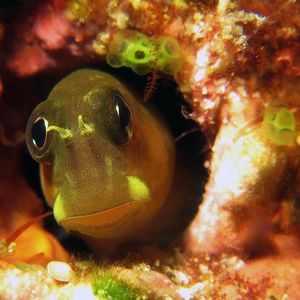 Ecsenius bicolor 印度尼西亚 Indonesia , 安汶 Ambon @LazyDiving.com 潜水时光