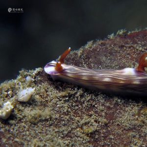 Hypselodoris zephyra 印度尼西亚 Indonesia , 安汶 Ambon @LazyDiving.com 潜水时光