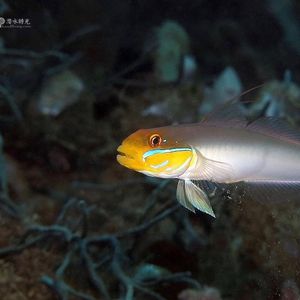 Valenciennea strigata 印度尼西亚 Indonesia , 安汶 Ambon @LazyDiving.com 潜水时光