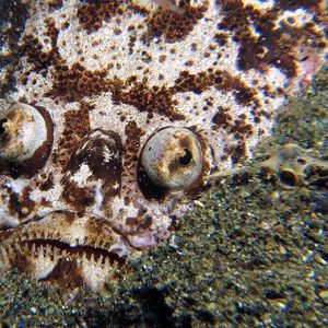 Uranoscopus bicinctus 印度尼西亚 Indonesia , 安汶 Ambon @LazyDiving.com 潜水时光