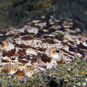 Uranoscopus bicinctus 印度尼西亚 Indonesia , 安汶 Ambon @LazyDiving.com 潜水时光