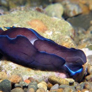 Tubulophilinopsis gardineri 印度尼西亚 Indonesia , 安汶 Ambon @LazyDiving.com ��潜水时光