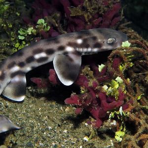 Atelomycterus marmoratus 印度尼西亚 Indonesia , 安汶 Ambon @LazyDiving.com 潜水时光