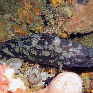 Epinephelus howlandi Epinephelus howlandi 斑吻石斑鱼 Indonesia 印度尼西亚 Ambon 安汶 @LazyDiving.com 潜水时光