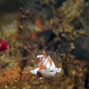 Antennarius maculatus Antennarius maculatus 印度尼西亚 Indonesia , 马鲁古 Maluku , 安汶 Ambon @LazyDiving.com 潜水时光