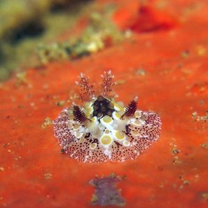 Carminodoris estrelyado 印度尼西亚 Indonesia , 安汶 Ambon @LazyDiving.com 潜水时光