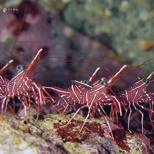 Rhynchocinetes durbanensis 印度尼西亚 Indonesia , 安汶 Ambon @LazyDiving.com 潜水时光