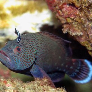 Cephalopholis sonnerati ��印度尼西亚 Indonesia , 安汶 Ambon @LazyDiving.com 潜水时光