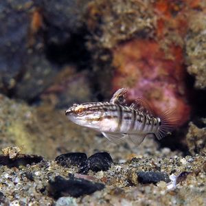 Amblygobius phalaena 印度尼西亚 Indonesia , 安汶 Ambon @LazyDiving.com 潜水时光