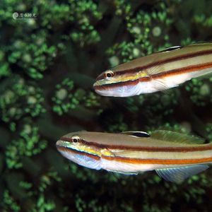 Valenciennea helsdingenii Valenciennea helsdingenii 印度尼西亚 Indonesia , 马鲁古 Maluku , 安汶 Ambon @LazyDiving.com 潜水时光