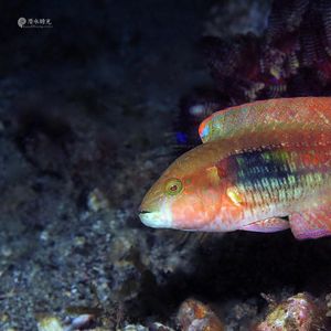 Oxycheilinus bimaculatus 印度尼西亚 Indonesia , 安汶 Ambon @LazyDiving.com 潜水时光