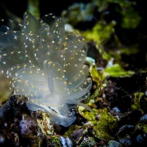 Cyerce elegans 印度尼西亚 Indonesia , 巴厘岛 Bali , 图蓝本 Tulamben @LazyDiving.com 潜水时光