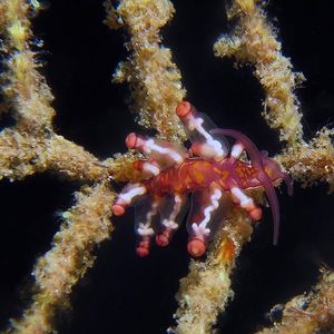 Eubranchus 印度尼西亚 Indonesia , 安汶 Ambon @LazyDiving.com 潜水时光