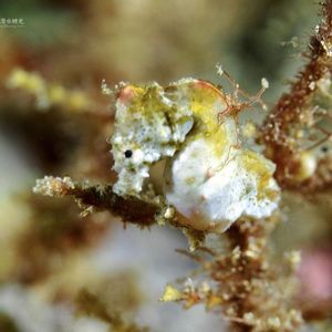 Hippocampus pontohi 印度尼西亚 Indonesia , 美娜�多 Manado @LazyDiving.com 潜水时光