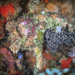 Lophiocharon lithinostomus 菲律宾 Philippines , 妈妈拍丝瓜 Malapascua @LazyDiving.com 潜水时光