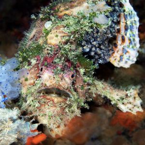 Lophiocharon lithinostomus 菲律宾 Philippines , 妈妈拍丝瓜 Malapascua @LazyDiving.com 潜水时光