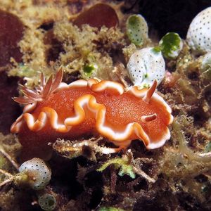 Glossodoris rufomarginata 印度尼西亚 Indonesia , 安汶 Ambon @LazyDiving.com 潜水时光