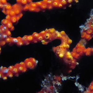 Hippocampus denise 印度尼西亚 Indonesia , 海神��湾 Triton Bay @LazyDiving.com 潜水时光