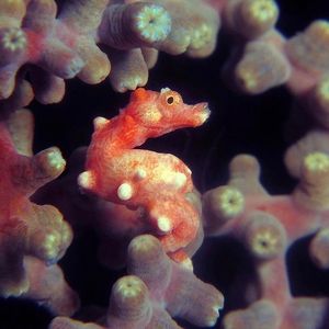 Hippocampus denise 印度尼西亚 Indonesia , 海神湾 Triton Bay @LazyDiving.com 潜水时光