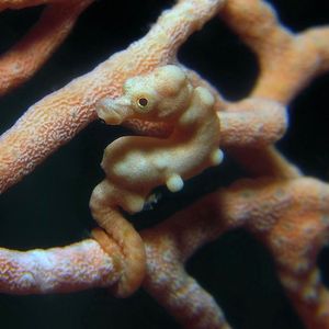 Hippocampus denise 印度��尼西亚 Indonesia , 海神湾 Triton Bay @LazyDiving.com 潜水时光