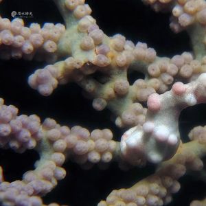 Hippocampus denise 印度尼西亚 Indonesia , 海神湾 Triton Bay @LazyDiving.com 潜水时光