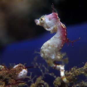 Hippocampus pontohi 印度尼西亚 Indonesia , 海神湾 Triton Bay @LazyDiving.com 潜水时光