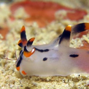 Thecacera picta Thecacera picta 印度尼西亚 Indonesia , 西巴布亚 West Papua , 海神湾 Triton Bay @LazyDiving.com 潜水时光