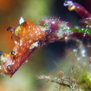Aplysia parvula Aplysia parvula 印度尼西亚 Indonesia , 西巴布亚 West Papua , 海神湾 Triton Bay @LazyDiving.com 潜水时光
