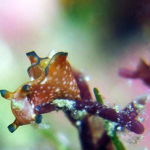 Aplysia parvula Aplysia parvula 黑边海兔 Indonesia 印度尼西亚 Triton Bay 海神湾 @LazyDiving.com 潜水时光