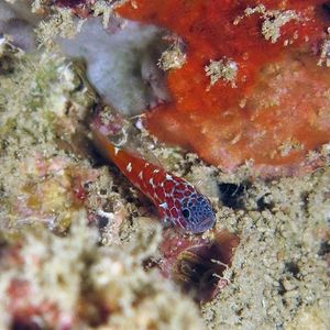 Trimma naudei Trimma naudei 印度尼西亚 Indonesia , 西巴布亚 West Papua , 海神湾 Triton Bay @LazyDiving.com 潜水时光