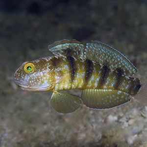 Amblygobius sphynx Amblygobius sphynx 印度尼西亚 Indonesia , 西巴布亚 West Papua , 海神湾 Triton Bay @LazyDiving.com 潜水时光