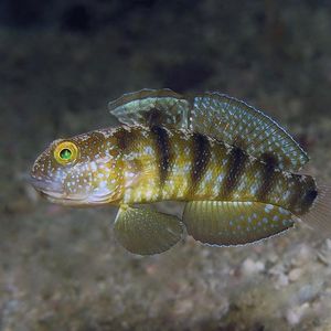 Amblygobius sphynx Amblygobius sphynx 红海钝虾虎 Indonesia 印度尼西亚 Triton Bay 海神湾 @LazyDiving.com 潜水时光