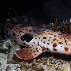 Hemiscyllium henryi 印度尼西亚 Indonesia , 海神湾 Triton Bay @LazyDiving.com 潜水时光