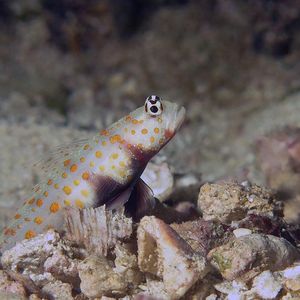 Amblyeleotris guttata Amblyeleotris guttata 斑点虾虎鱼 Indonesia 印度尼西亚 Triton Bay 海神湾 @LazyDiving.com 潜水时光