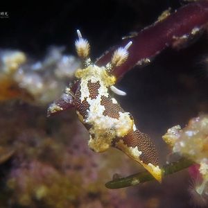 Trapania euryeia Trapania euryeia 印度尼西亚 Indonesia , 西巴布亚 West Papua , 海神湾 Triton Bay @LazyDiving.com 潜水时光