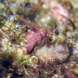Nannosalarias nativitatis Nannosalarias nativitatis 印度尼西亚 Indonesia , 西巴布亚 West Papua , 海神湾 Triton Bay @LazyDiving.com 潜水时光