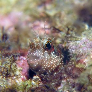 Nannosalarias nativitatis Nannosalarias nativitatis 印度尼西亚 Indonesia , 西巴布亚 West Papua , 海神湾 Triton Bay @LazyDiving.com 潜水时光