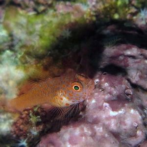 Trimma macrophthalmum Trimma macrophthalmum Indonesia 印度尼西亚 Triton Bay 海神湾 @LazyDiving.com 潜水时光