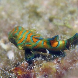 Synchiropus splendidus 印度尼西亚 Indonesia , 海神湾 Triton Bay @LazyDiving.com 潜水时光