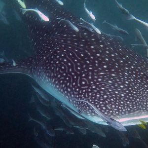 Rhincodon typus 印度尼西亚 Indonesia , 海神湾 Triton Bay @LazyDiving.com 潜水时光