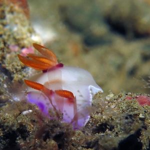 Hypselodoris iba 印度��尼西亚 Indonesia , 安汶 Ambon @LazyDiving.com 潜水时光